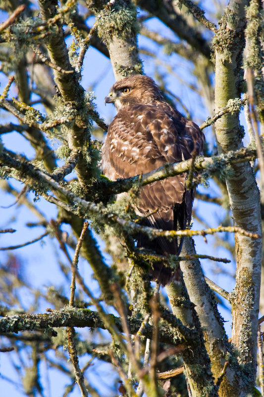 Red-Tailed Hawk